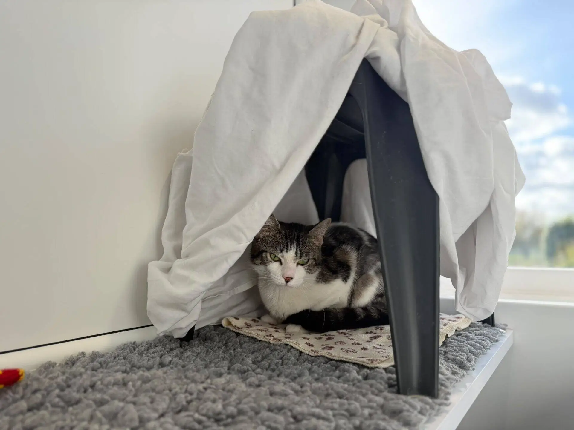 A grey and white tabby cat sits under a small stool draped with a white sheet.