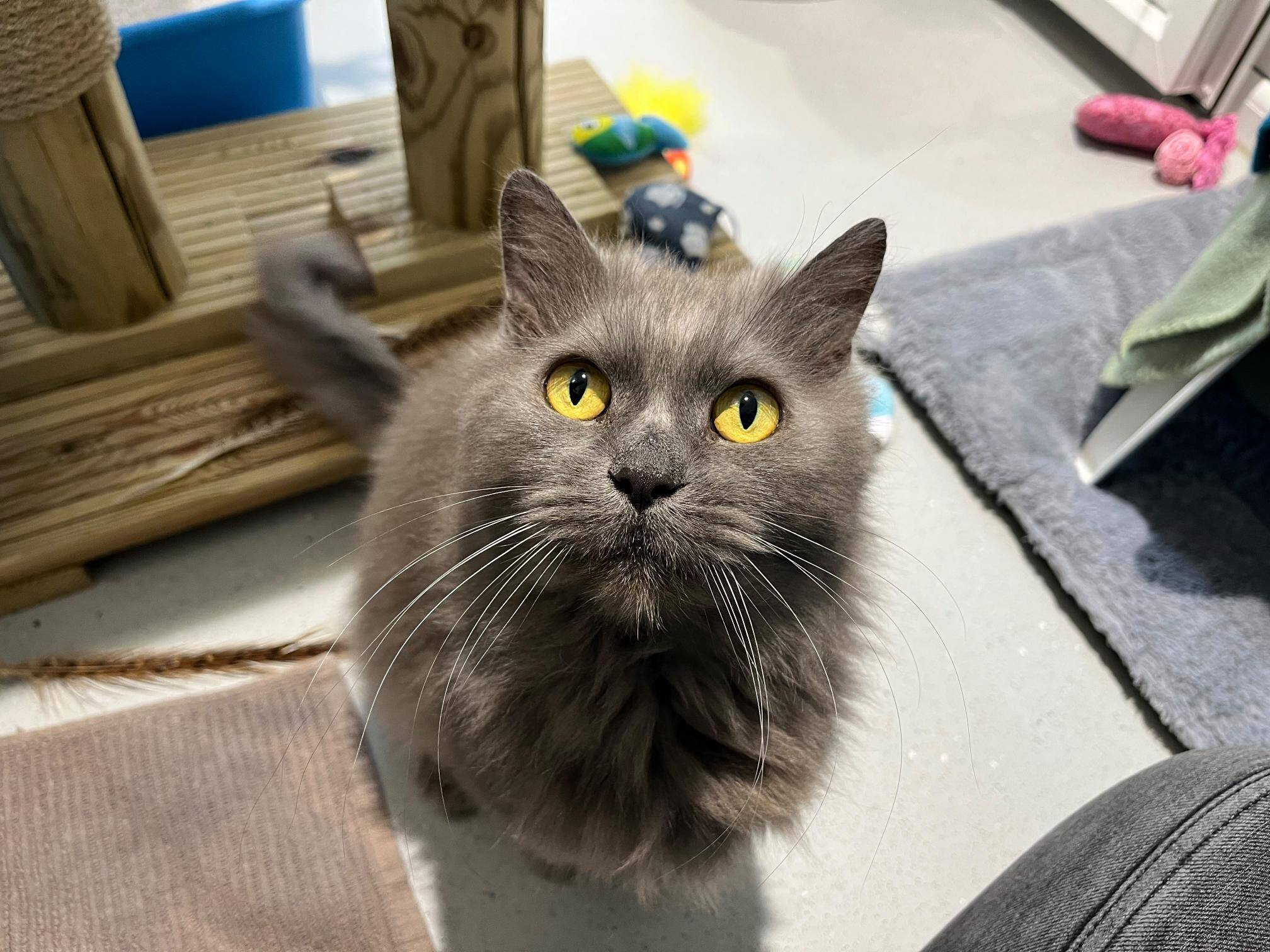 A fluffy grey cat with bright yellow eyes looks up towards the camera.