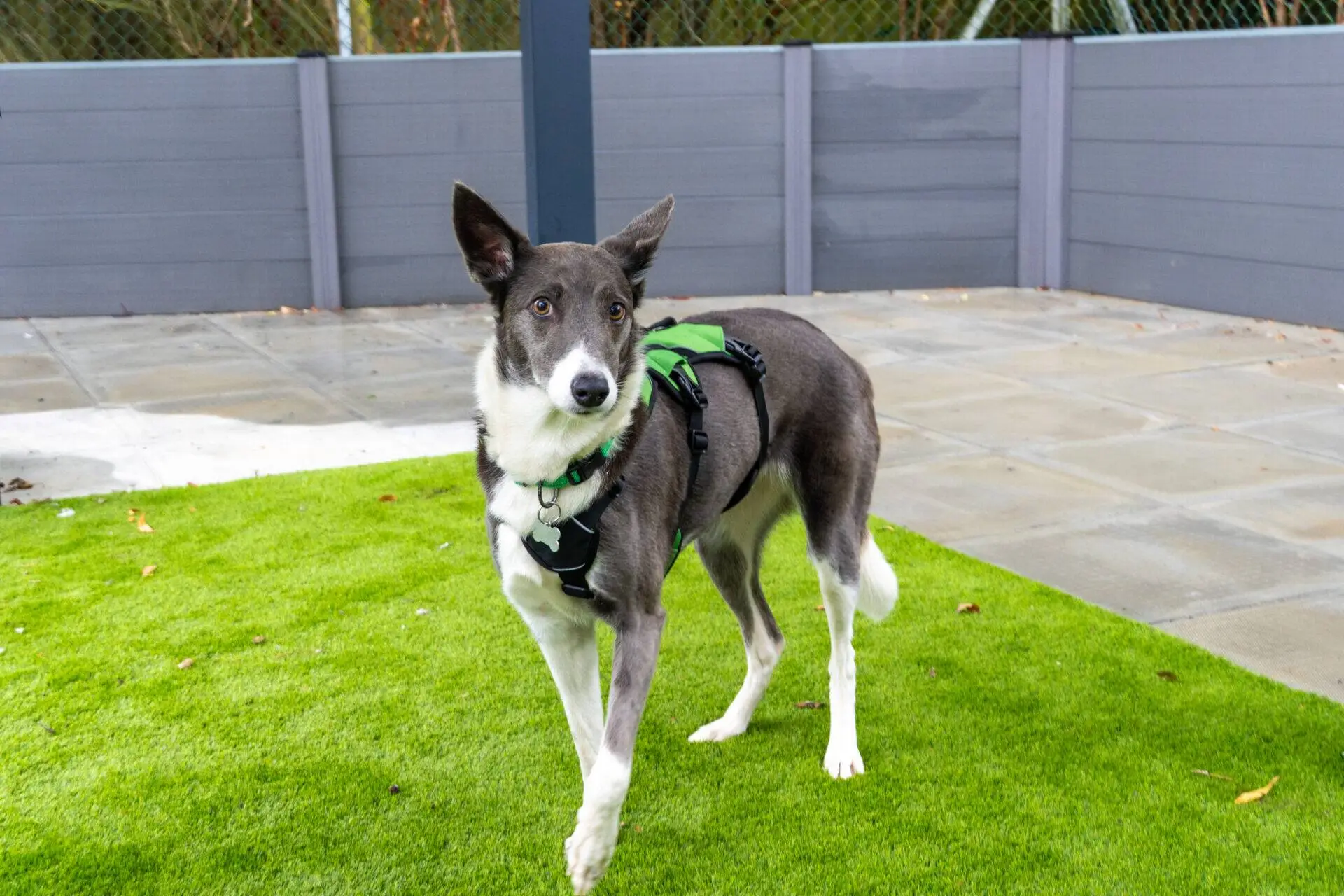 A grey and white collie lurcher cross wearing a green harness stands on an artificial grass lawn.