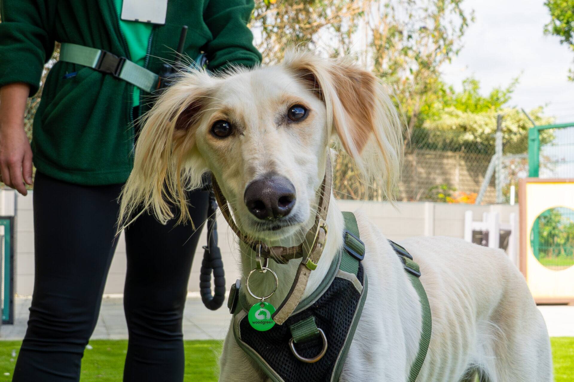 A cream-coloured Saluki mix with a green harness stands next to a person in a green jacket.