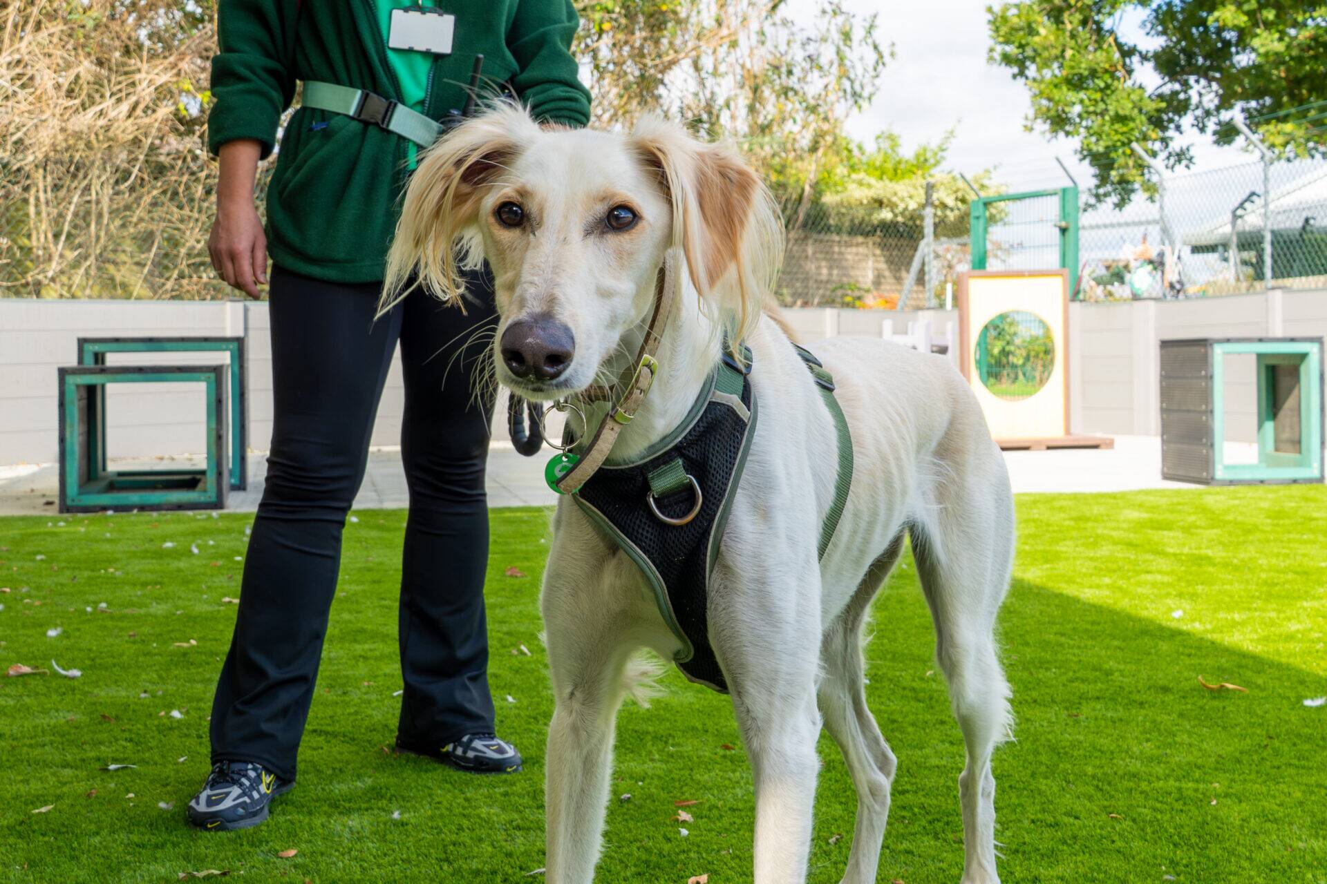 A light-coloured Saluki dog wearing a harness stands on an artificial grass lawn next to a person in a green fleece.