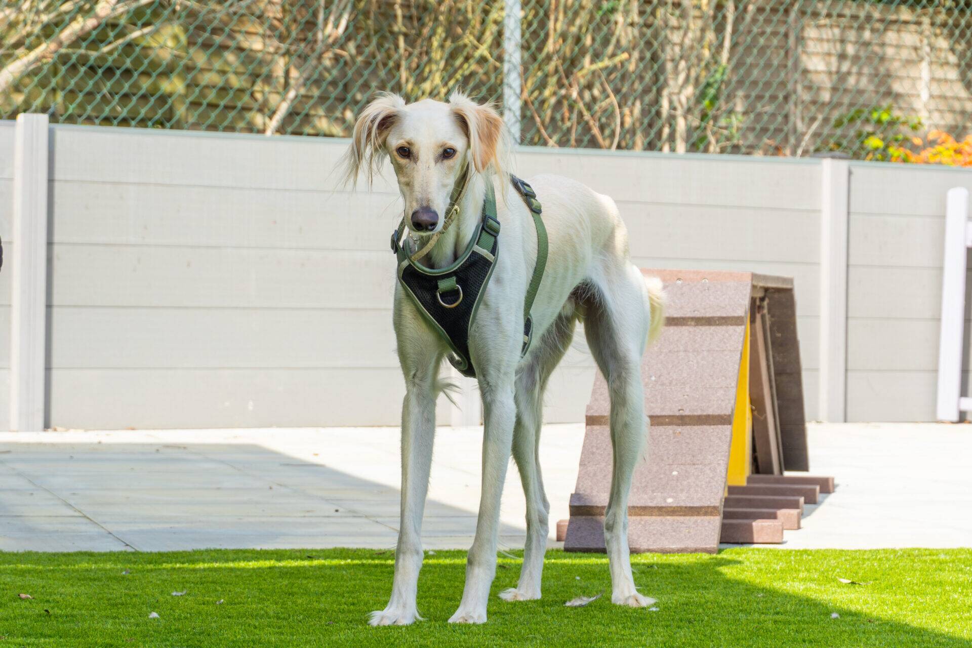 A cream-coloured Saluki wearing a green harness stands on an outdoor agility course.