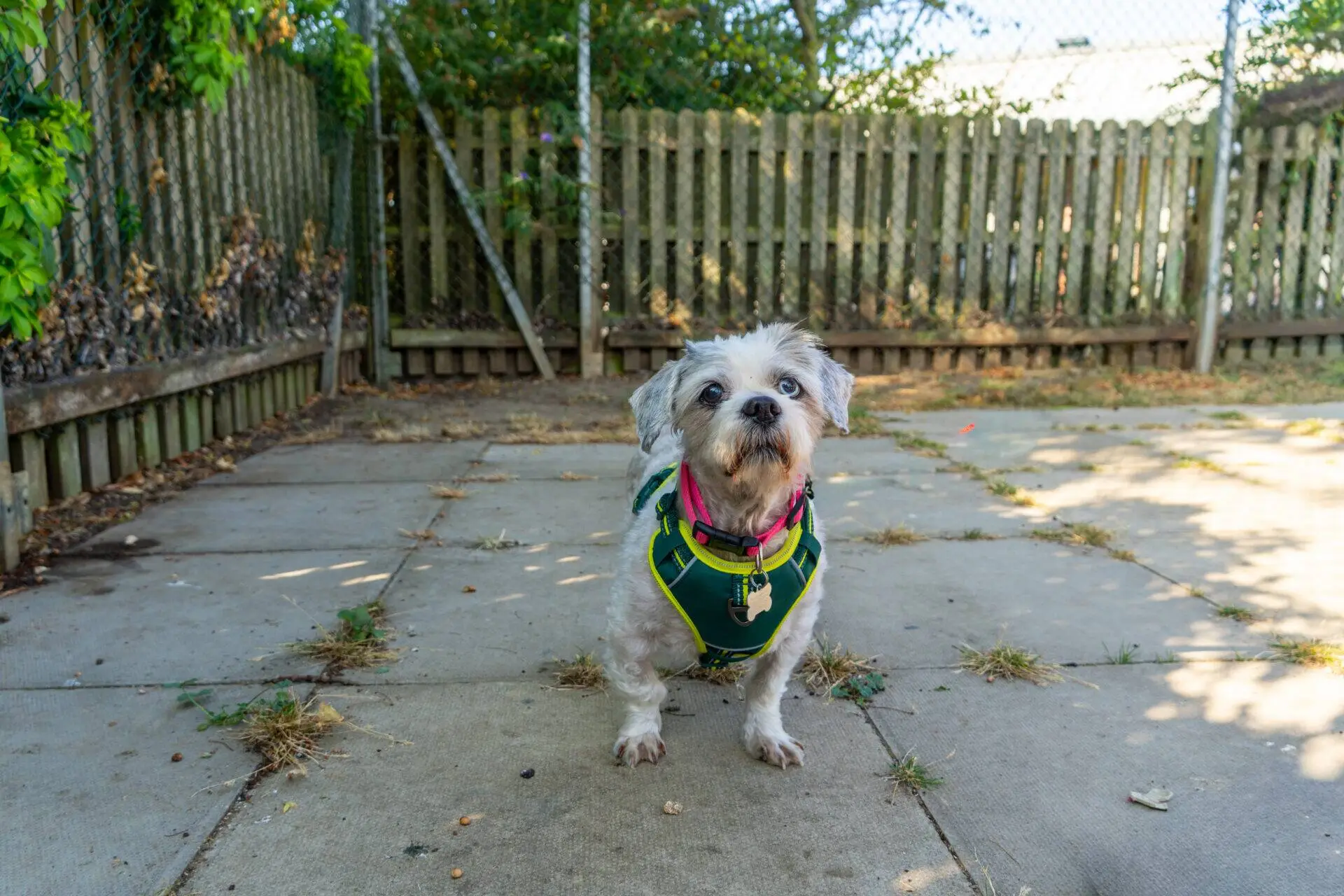 A small white dog with a green harness stands on a patio in a fenced garden, looking at the camera. There are patches of dry grass and sunlight on the ground.