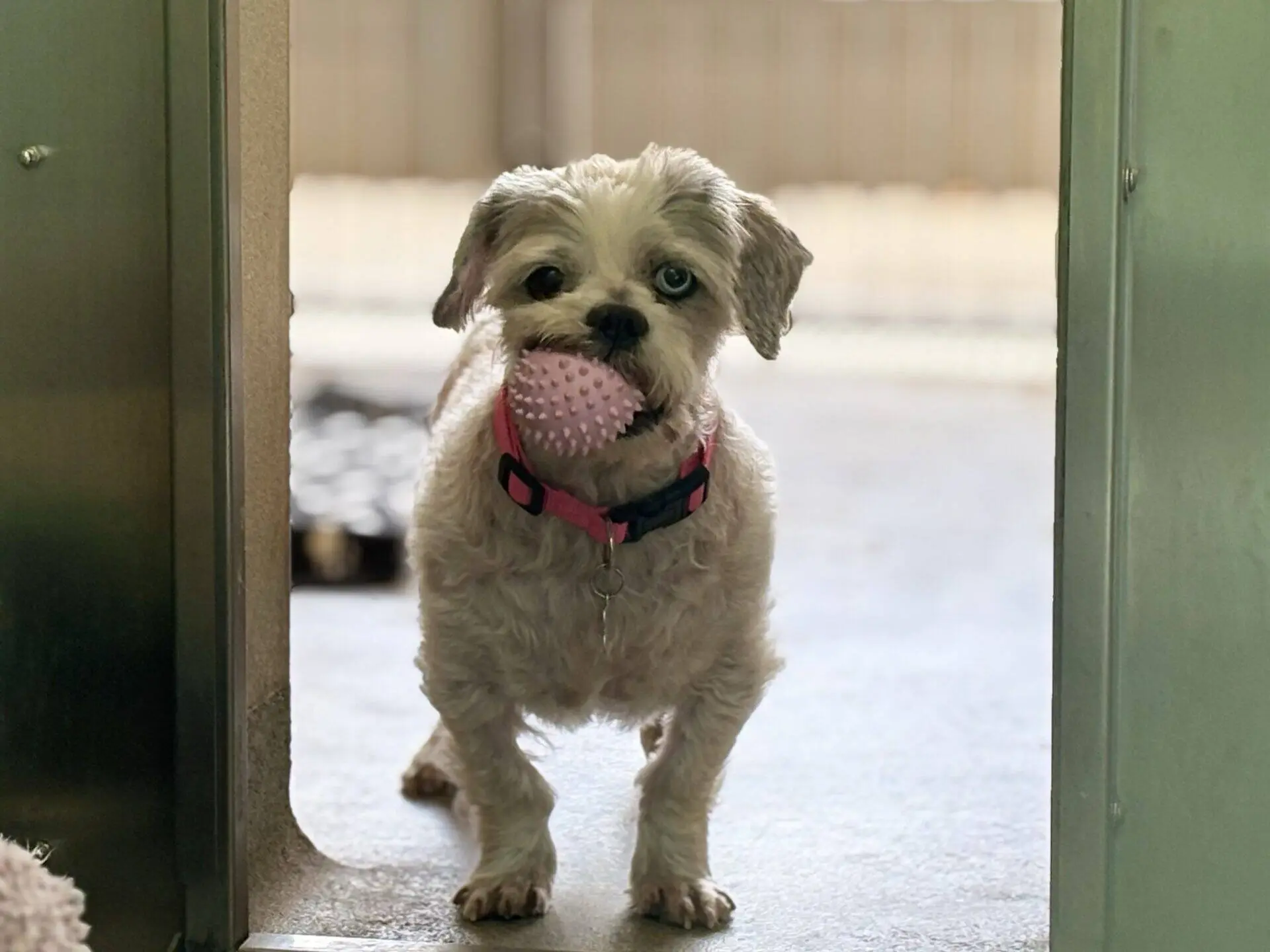 Small dog with light fur and a pink collar stands indoors, holding a pink spiky ball toy in its mouth, looking towards the camera through an open doorway.