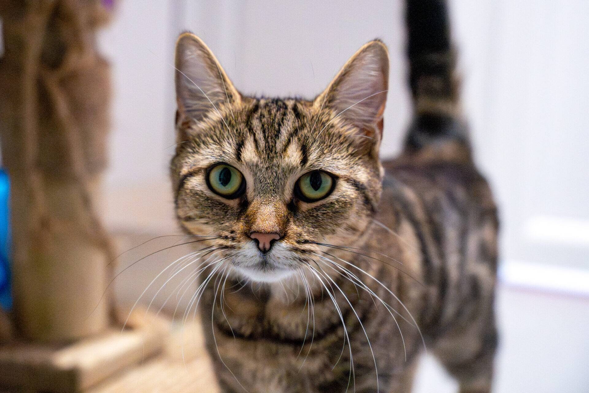 A brown tabby cat with green eyes looks directly at the camera.