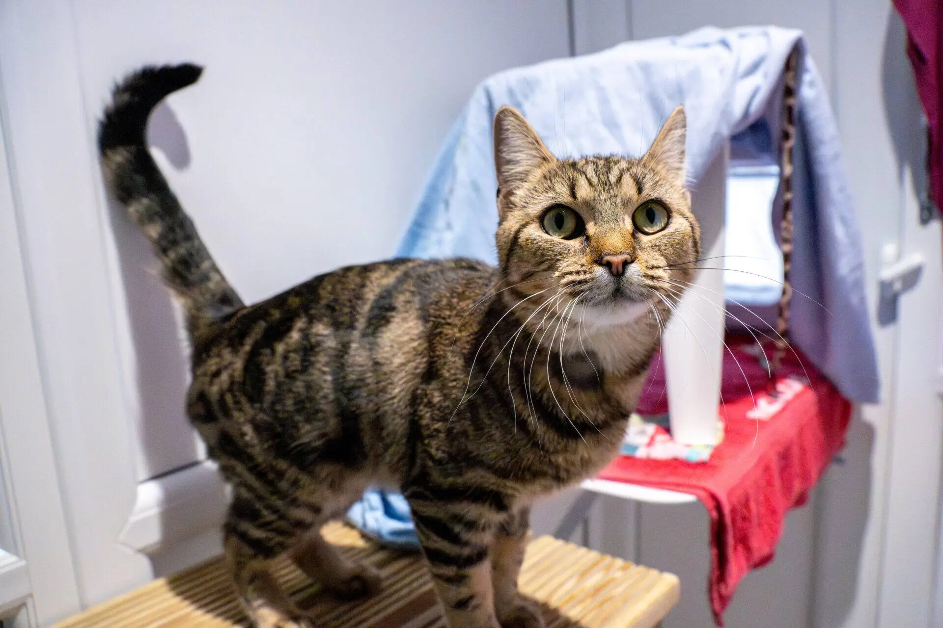 A brown tabby cat with its tail held high stands on a wooden surface.