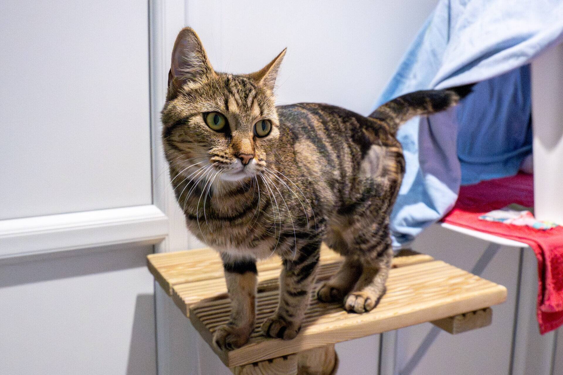 A tabby cat standing on a wooden perch, looking to the side.