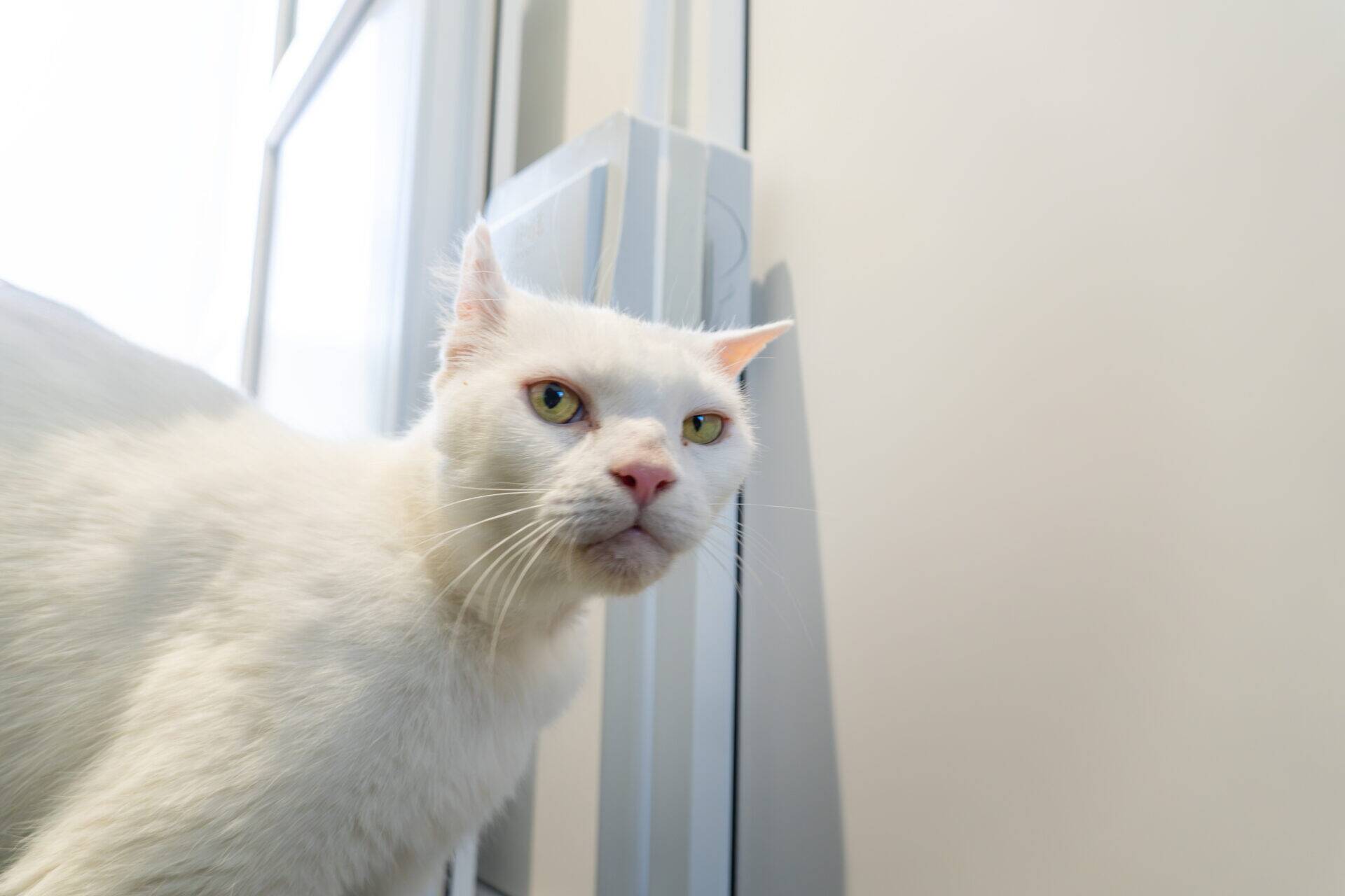 A white cat looking towards the camera.