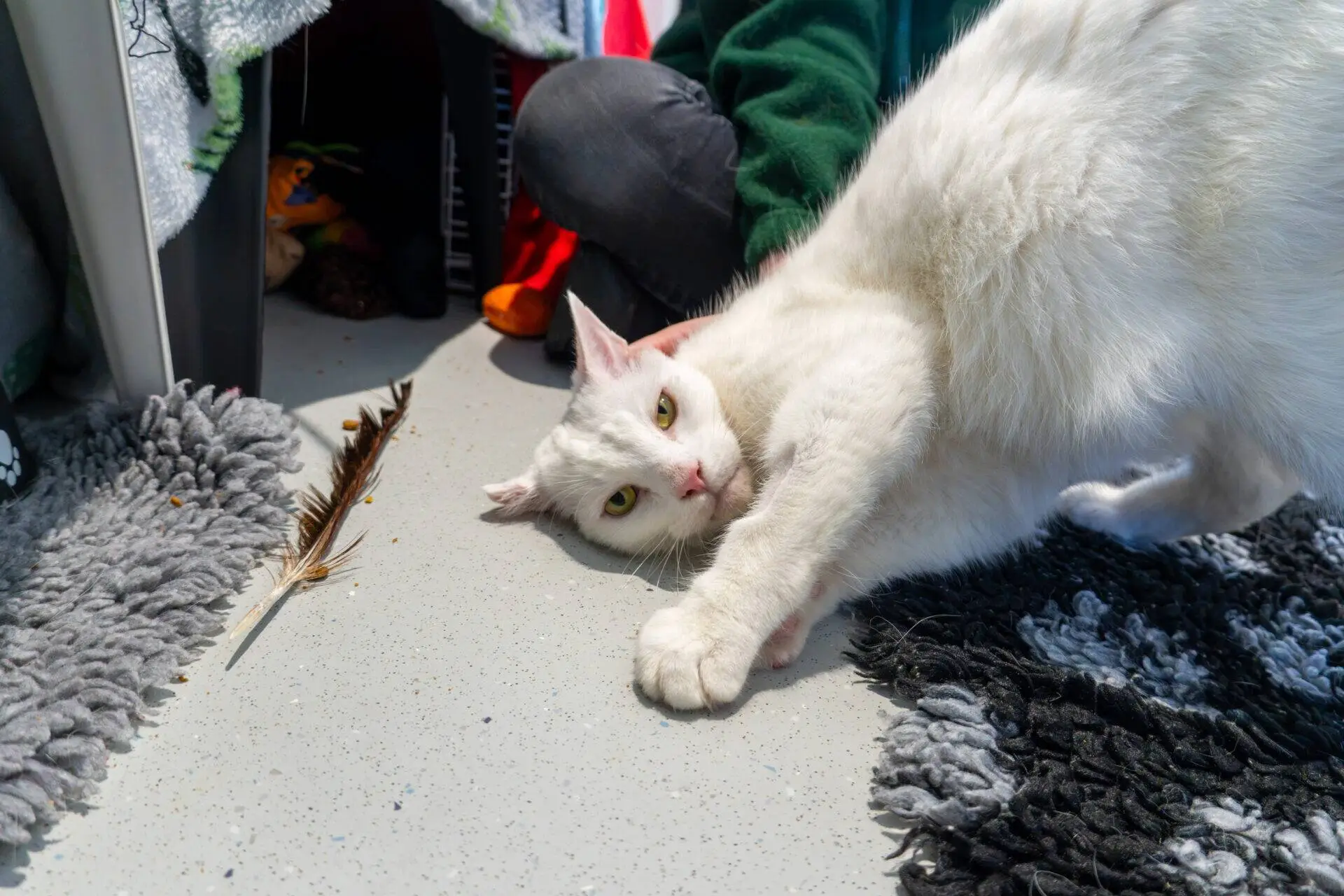 A white cat lies on the floor while a person strokes its back near a fallen feather.