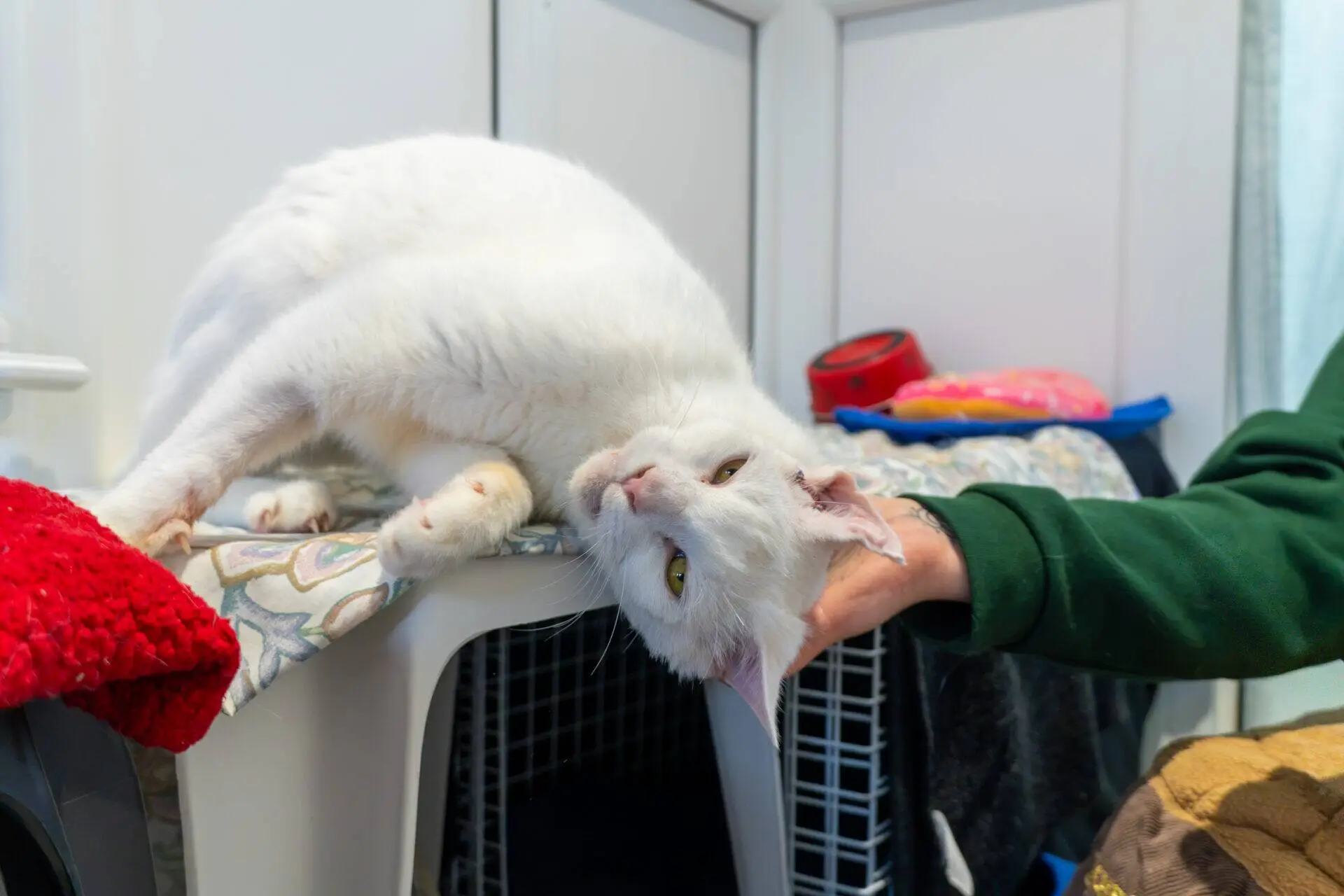 A person's hand strokes a white cat lying on top of a carrier.