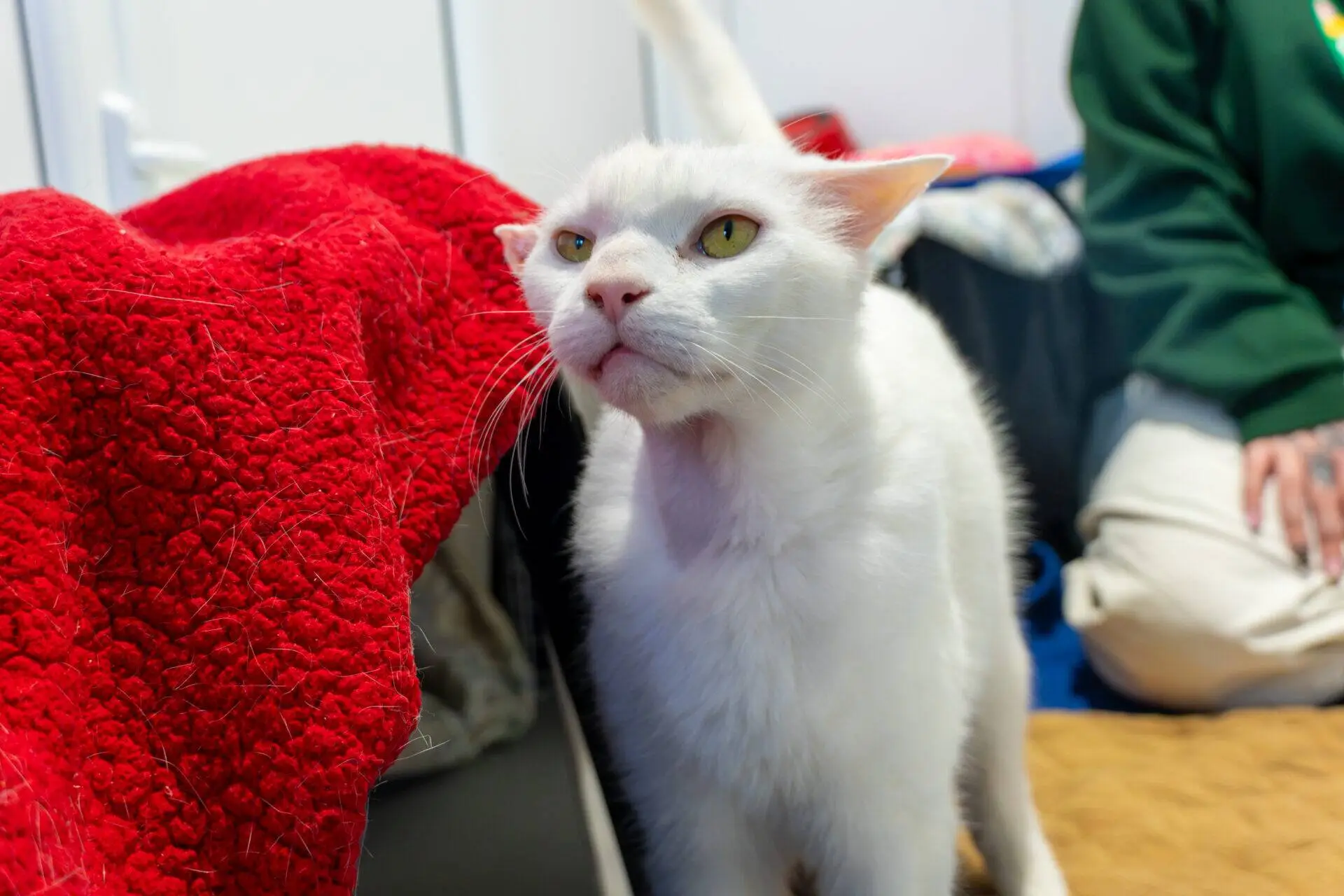 A white cat with yellow eyes looks to the side near a red rug.