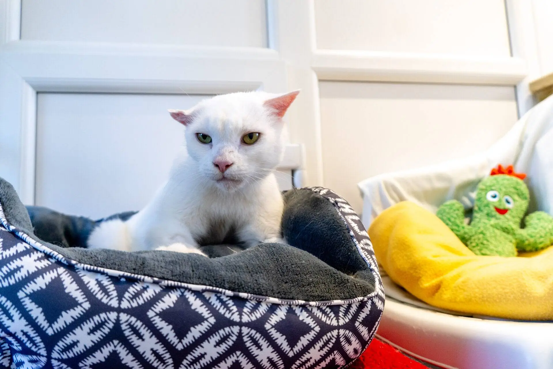 A white cat with flattened ears sitting in a patterned pet bed next to a green cactus-shaped toy.