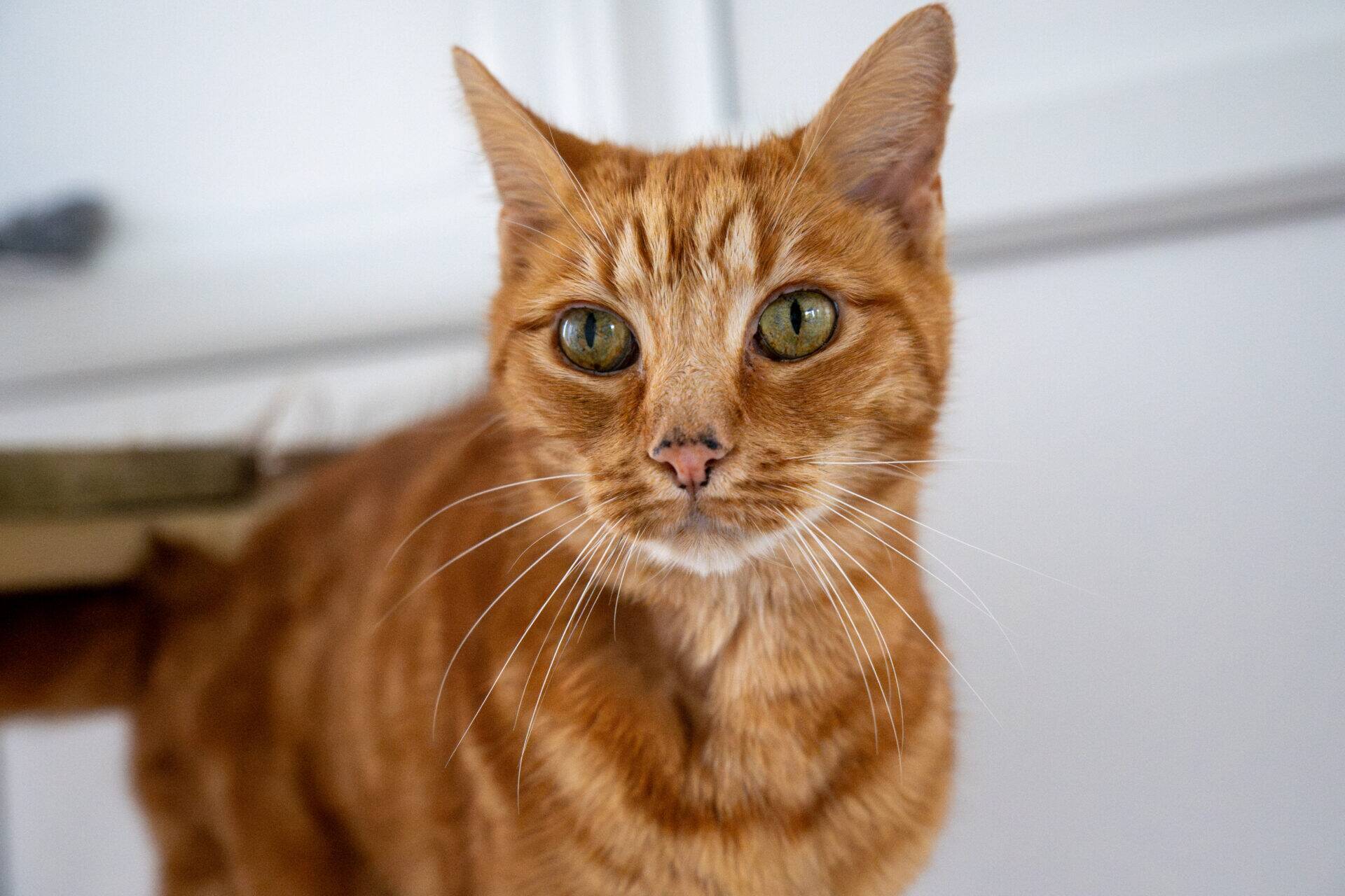 An orange tabby cat with green eyes looks directly at the camera, standing indoors against a white background.