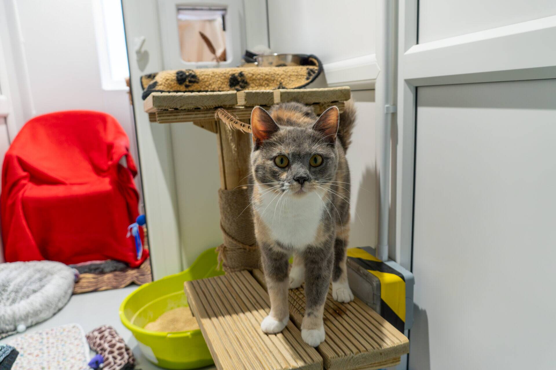 A dilute calico cat with yellow eyes stands on a wooden cat tree.