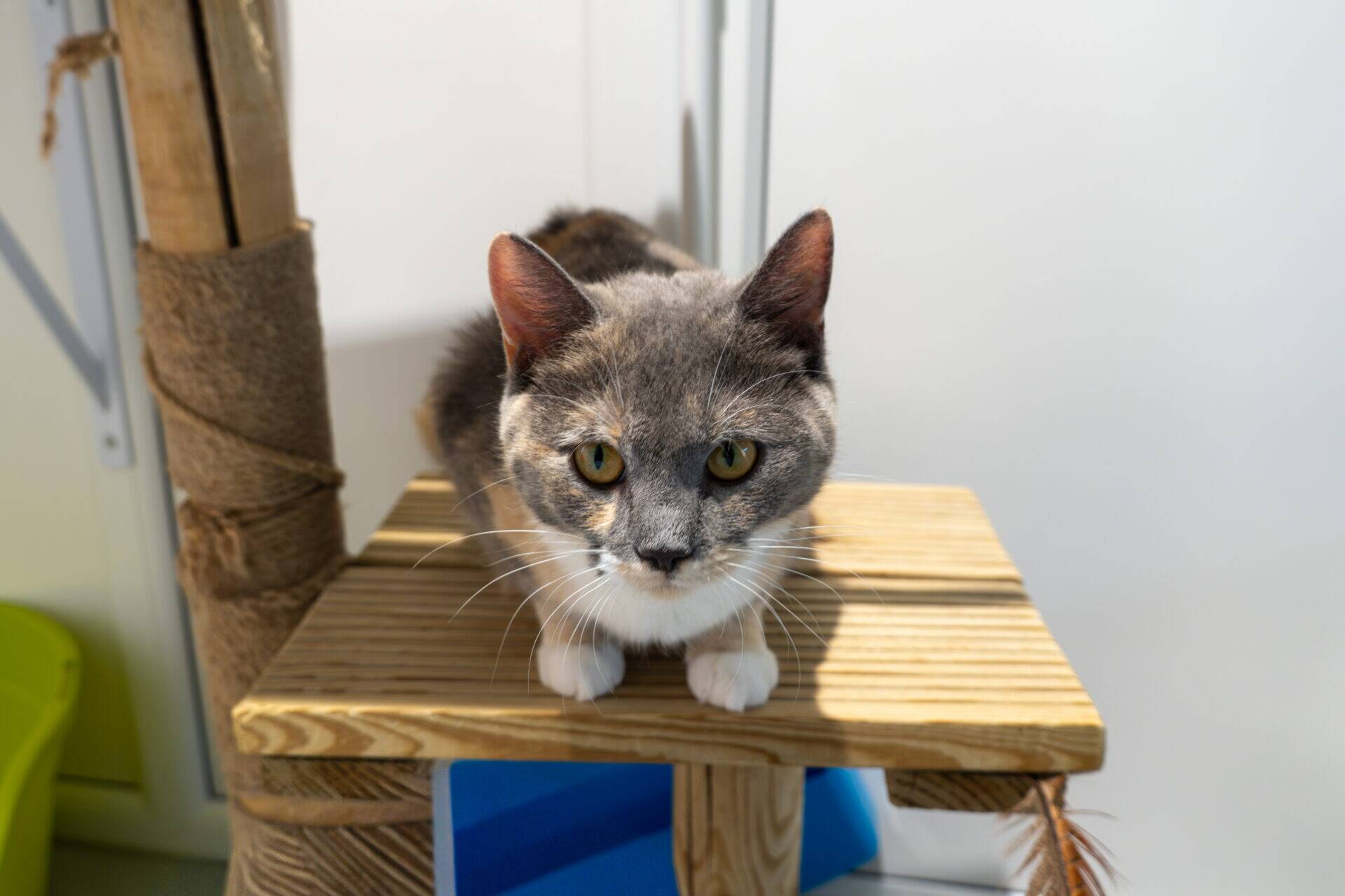 A grey and tan cat with white paws sits on a wooden cat tree platform.