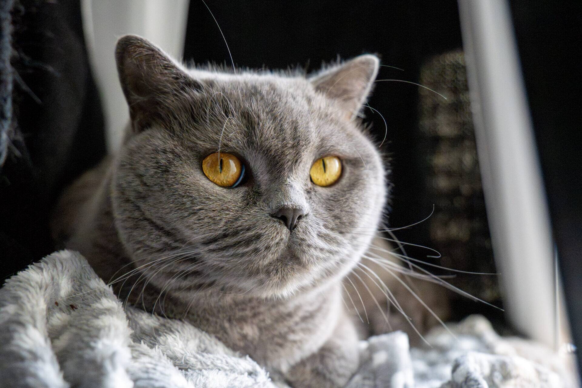A grey cat with golden-orange eyes looking off to the side.