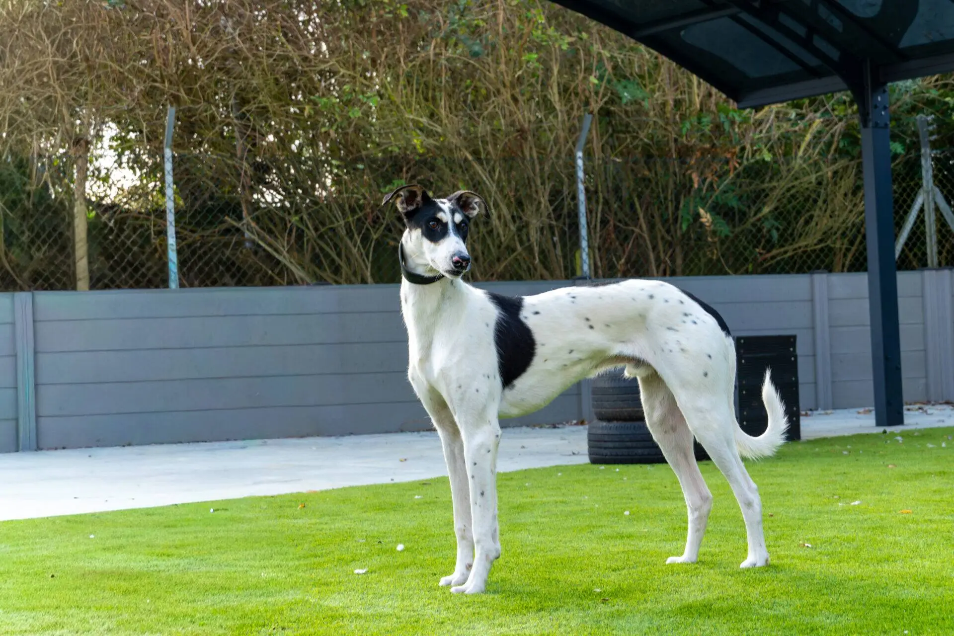 A white and black Lurcher green lawn.