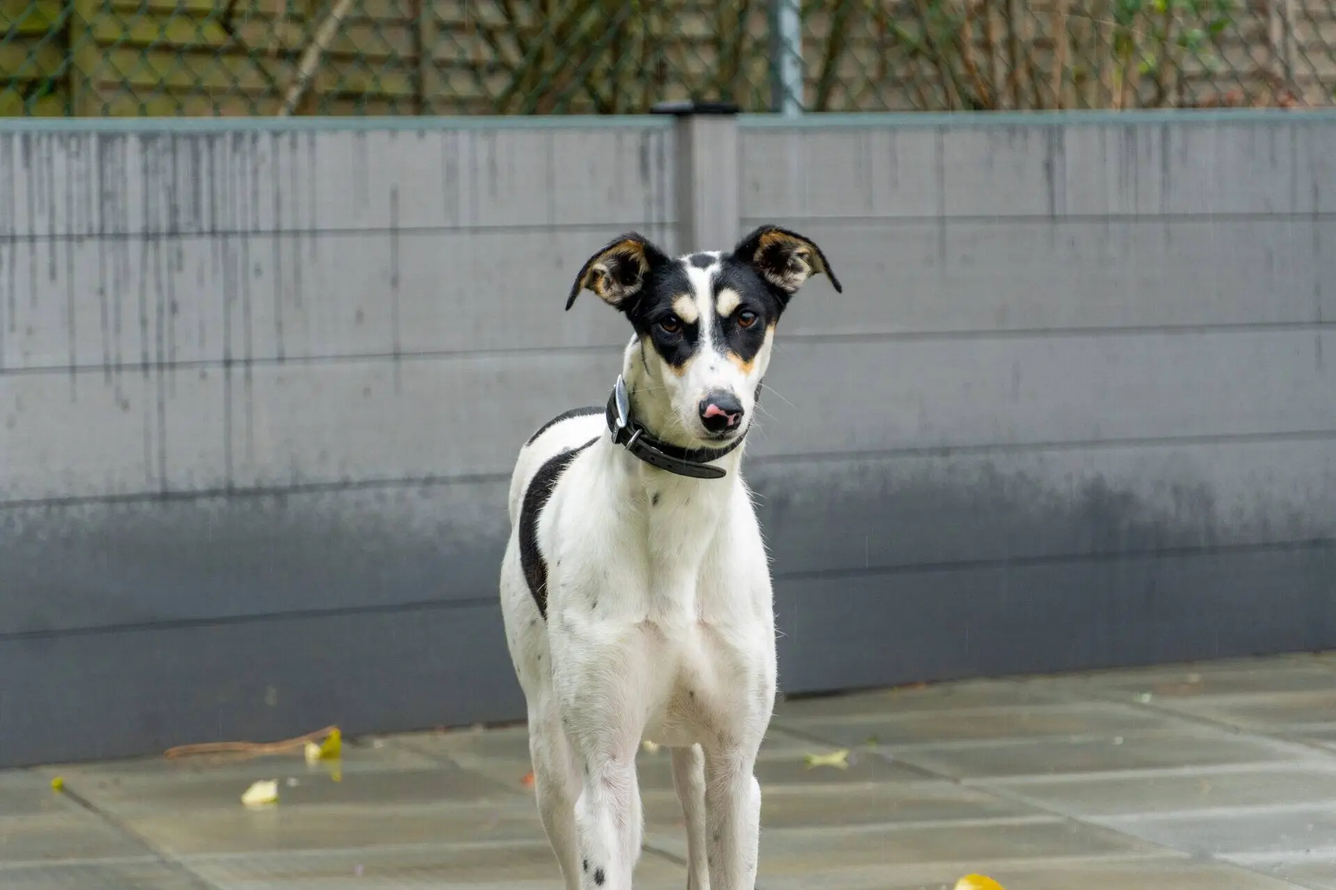A white and black Lurcher with a black collar stands on a patio.