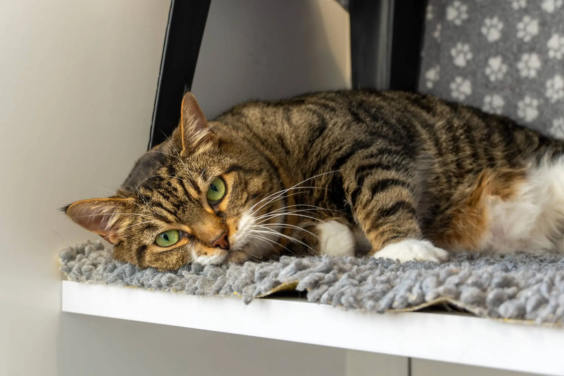 A tabby cat with green eyes rests on a grey mat on a white shelf.