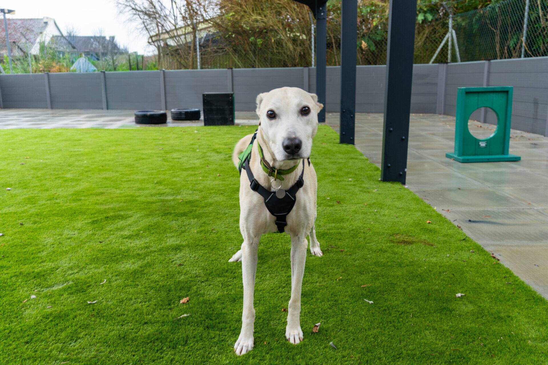 A cream-coloured dog with a green collar and black harness standing on a patch of artificial grass in an outdoor dog park.