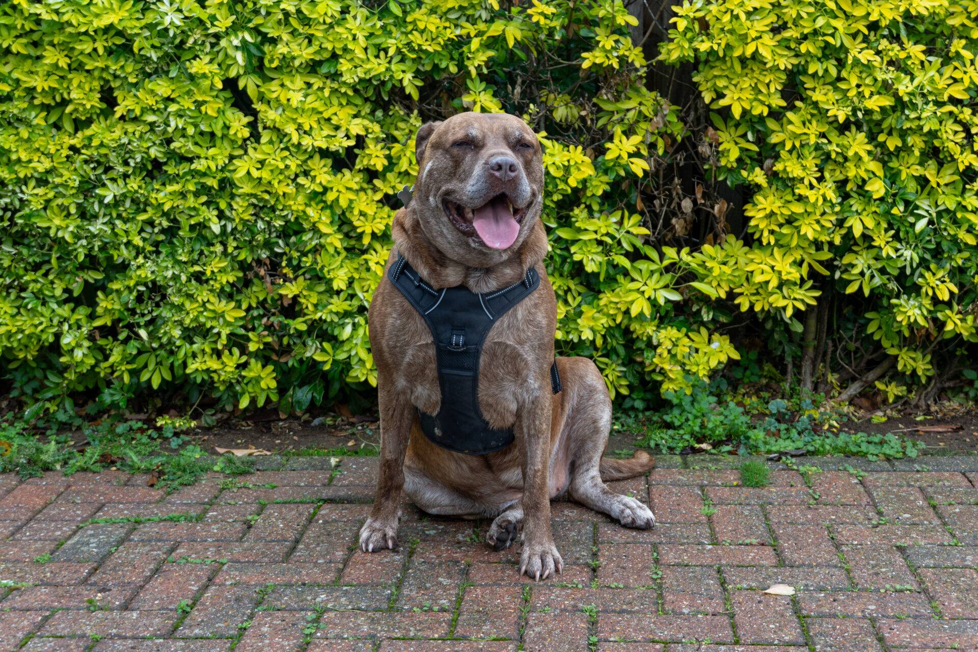 A brown dog with a black harness sits on a brick patio in front of a green hedge, with its mouth open and tongue hanging out.