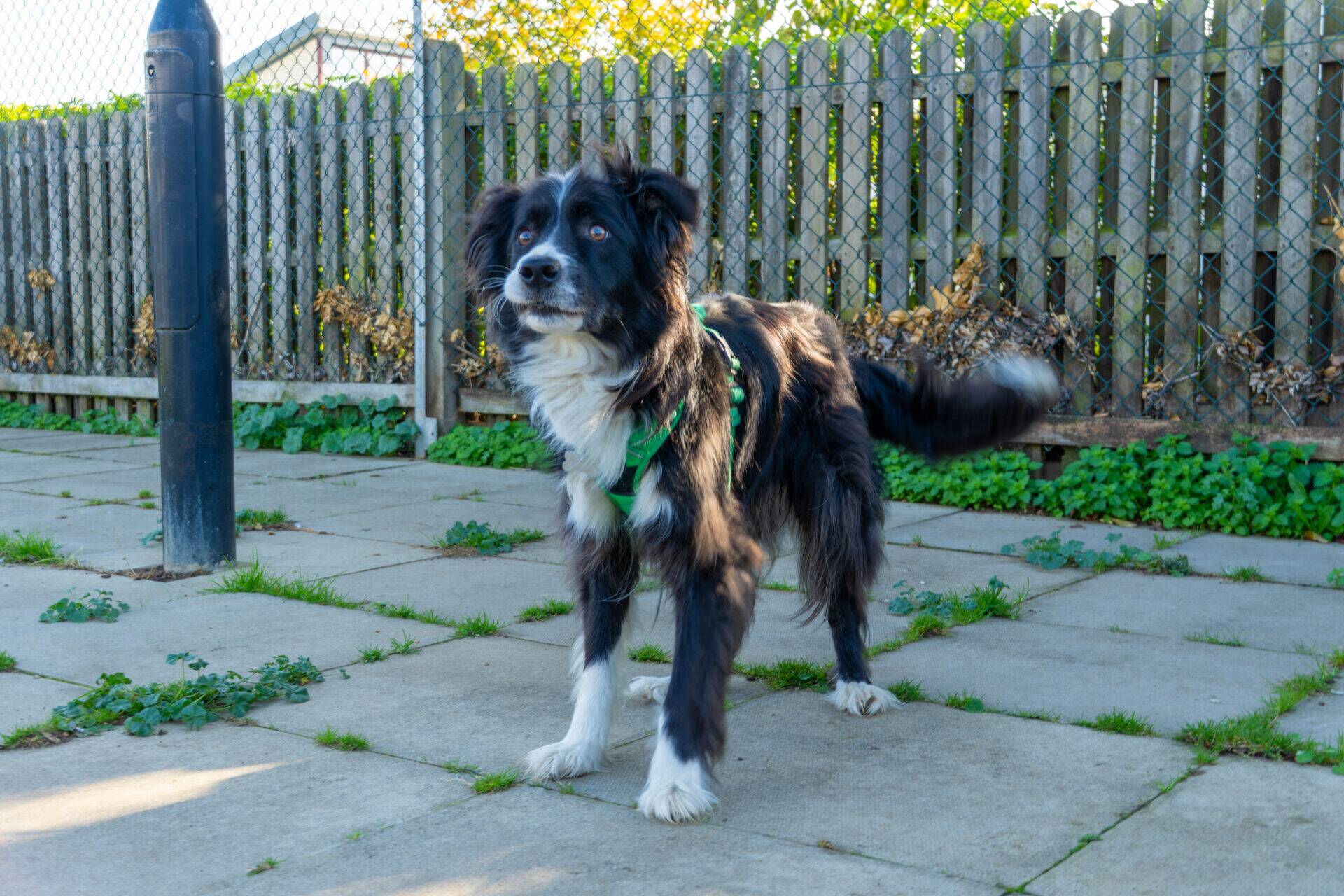 A black and white border collie wearing a green harness stands on a paved pavement in front of a wooden fence.