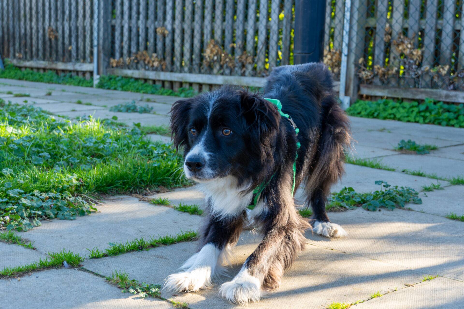 A black and white border collie in a green harness stretches on a paved path.