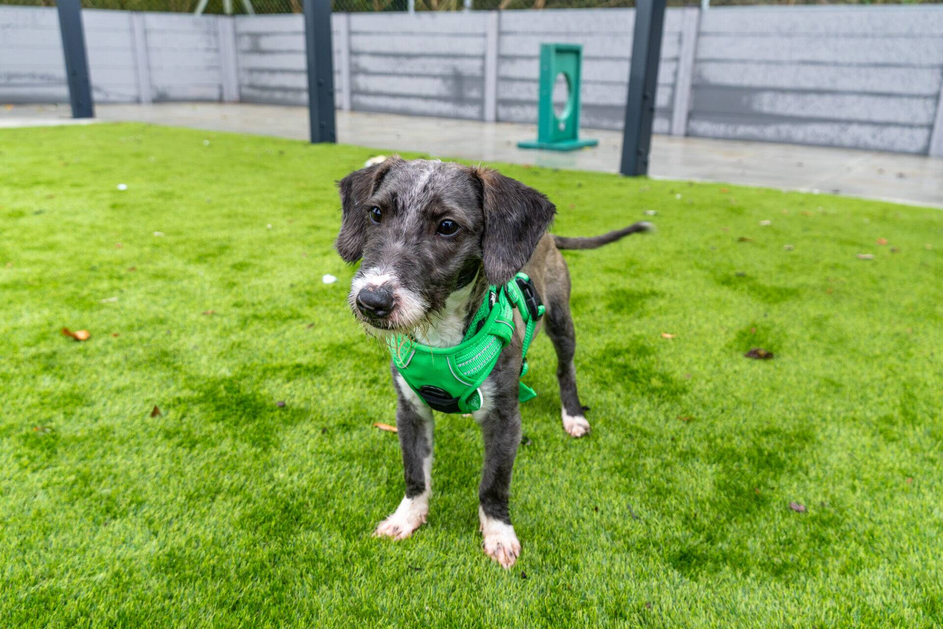 A scruffy grey and white terrier cross puppy wearing a bright green harness stands on an artificial grass dog park.
