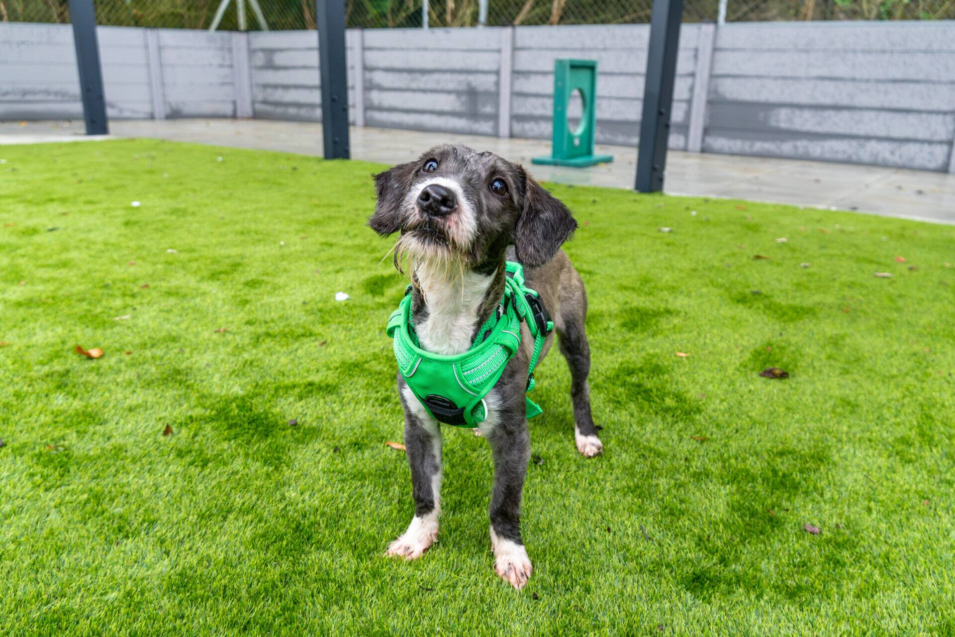 A scruffy grey and white puppy wearing a bright green harness stands on an artificial grass dog park.