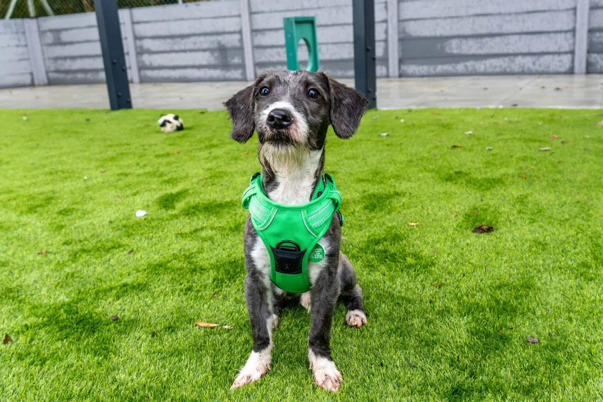 A scruffy dog with a green harness sits on a patch of artificial grass.