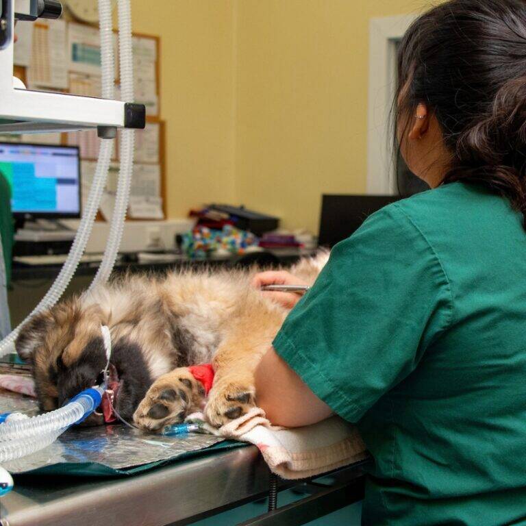 A vet in green scrubs monitors a wounded and wary puppy anaesthetised on an examination table.