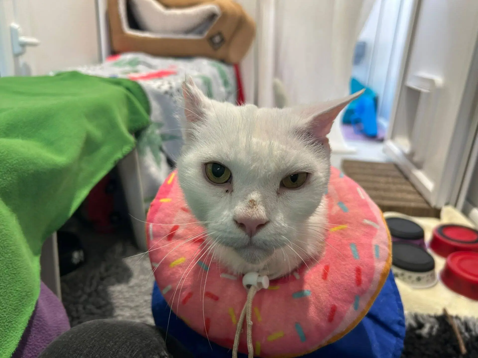 A white cat wearing a pink doughnut-shaped recovery collar.