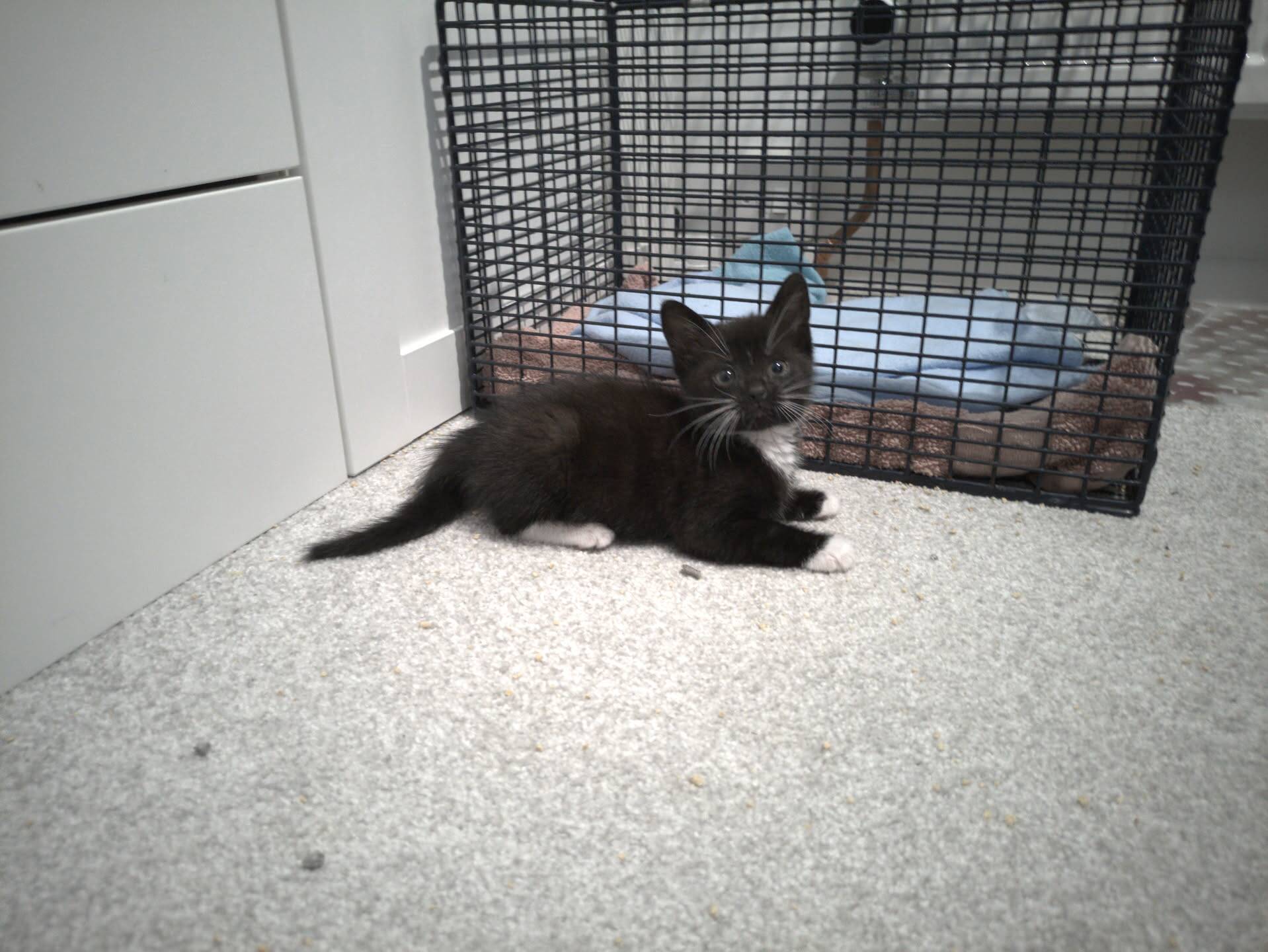 A small black and white kitten sitting on a carpet in front of a wire pet cage.