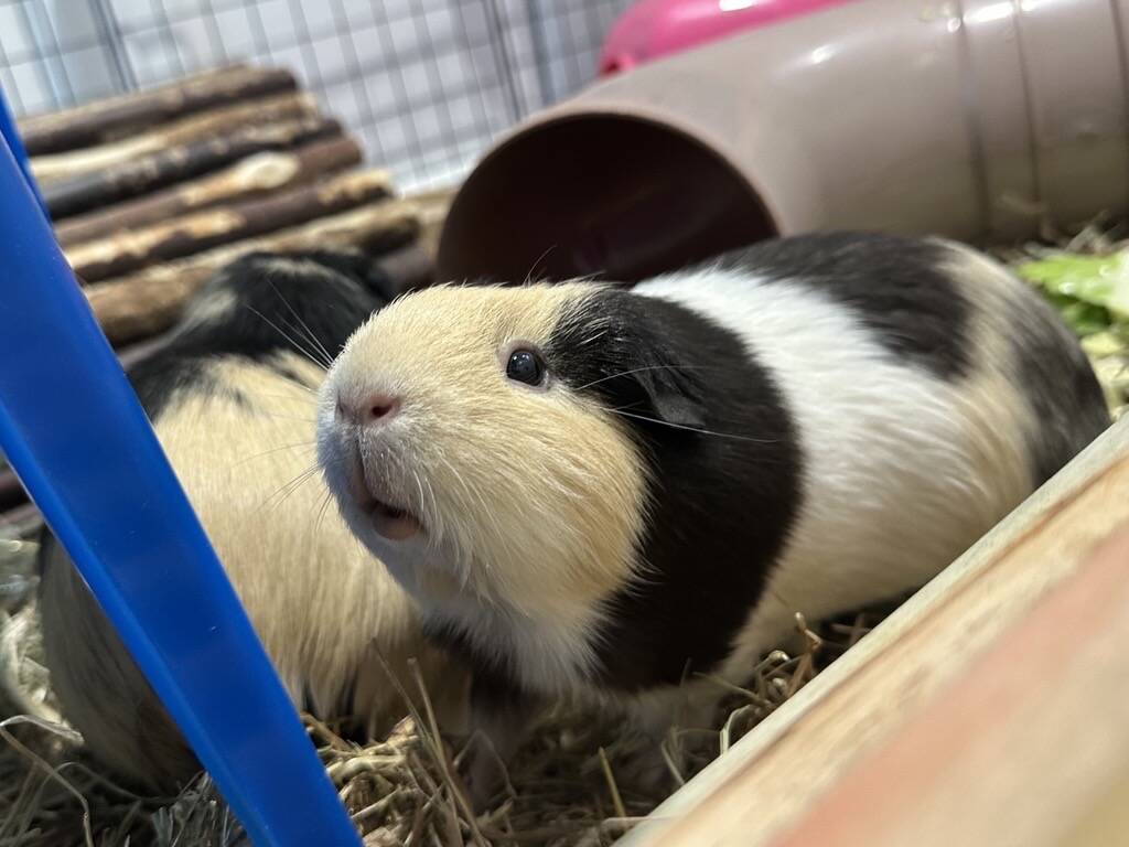 A black, white, and tan guinea pig sits in hay inside a cage.