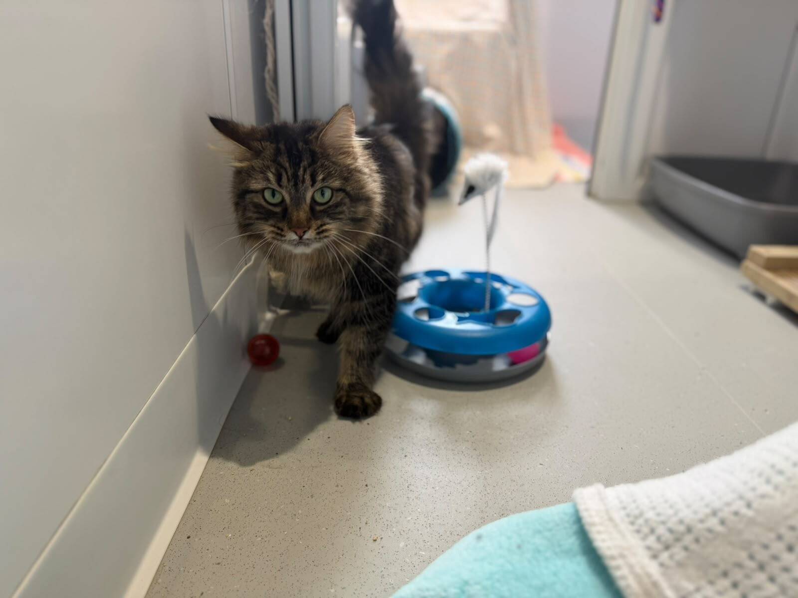 A long-haired brown tabby cat walks towards the camera past a circular blue cat toy.