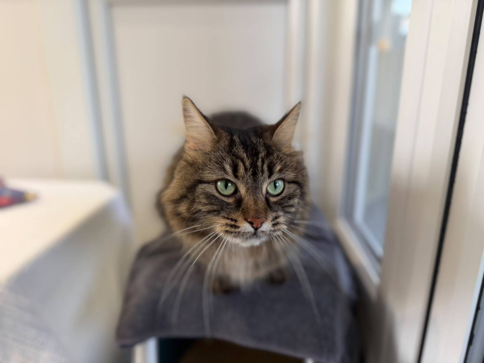 A brown tabby cat with green eyes sits on a grey perch.