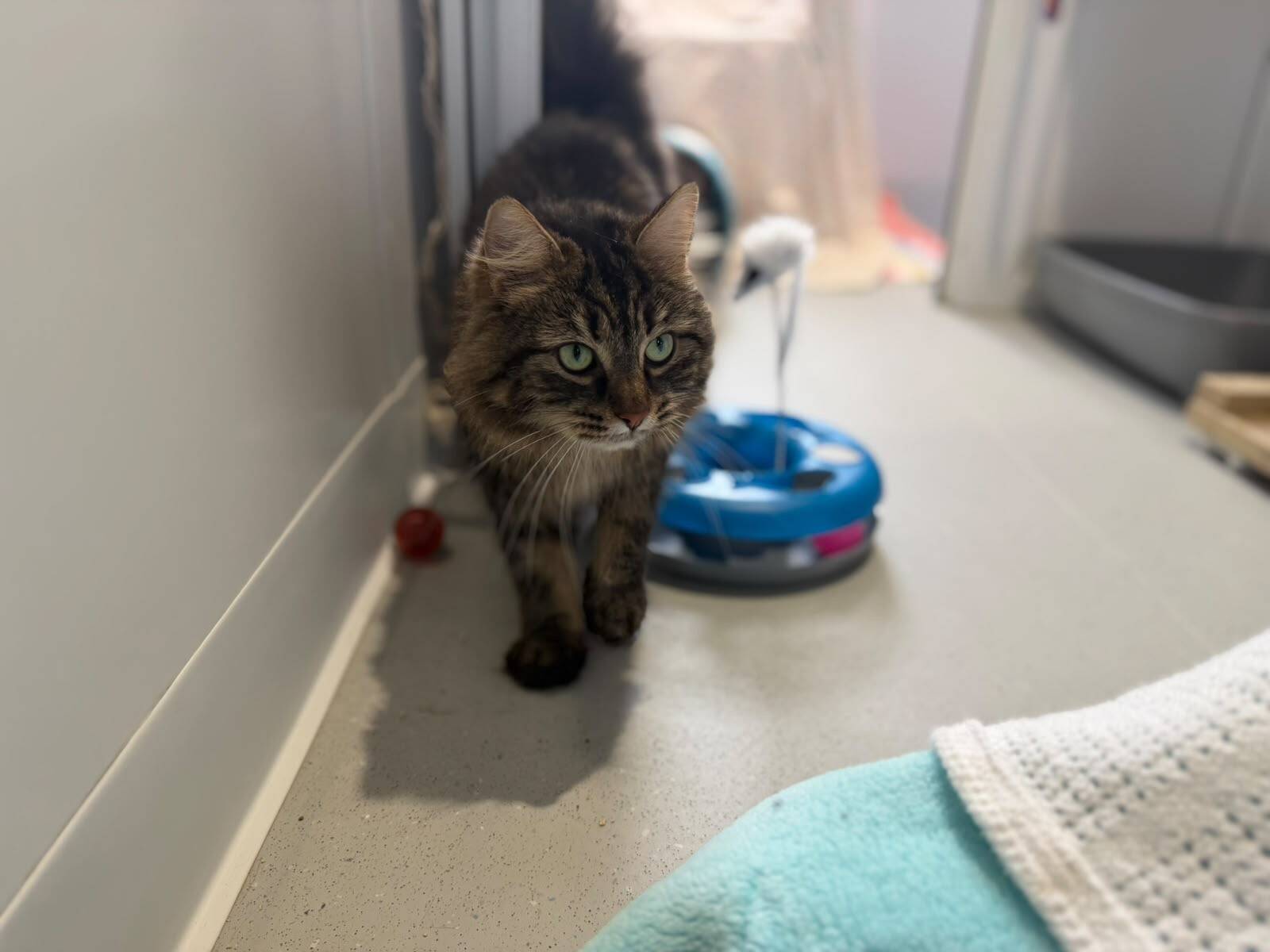 A long-haired brown tabby cat walks towards the camera past a blue circular cat toy.