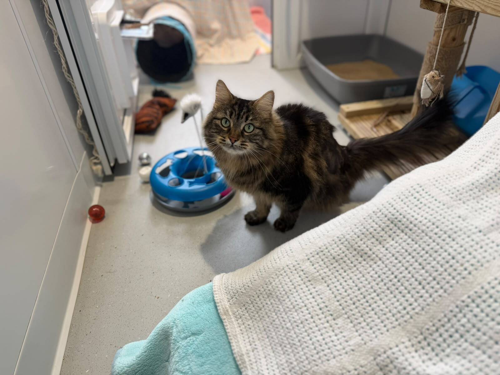 A long-haired brown tabby cat with green eyes stands on a floor near a cat toy, looking at the camera.