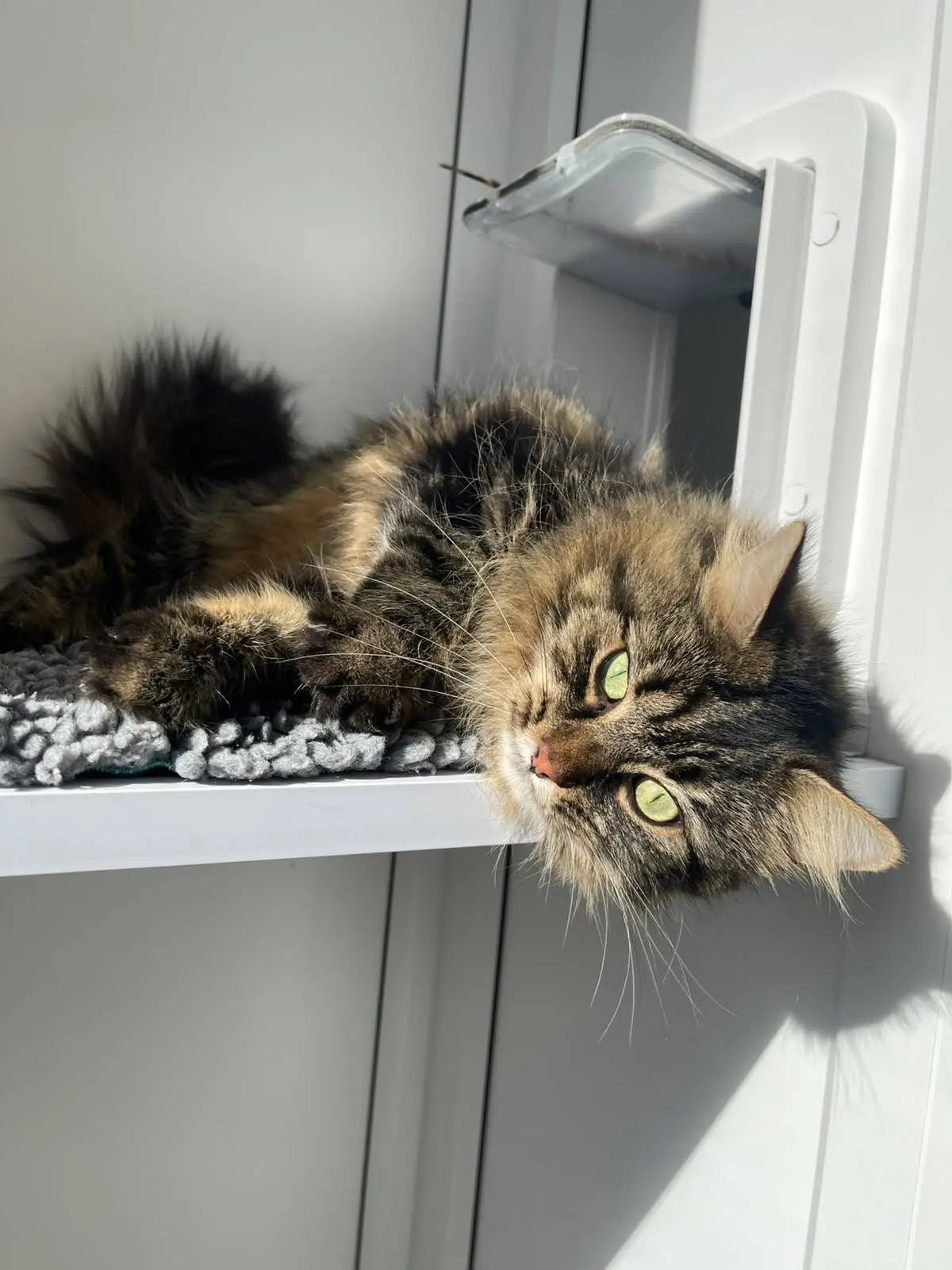 A fluffy, brown tabby cat lying on a white shelf with its head hanging over the edge.