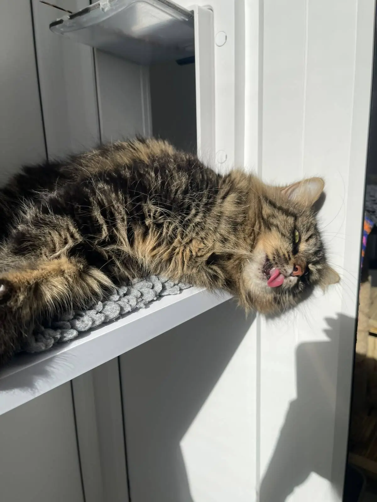 A long-haired brown tabby cat lying on a white shelf with its tongue sticking out.