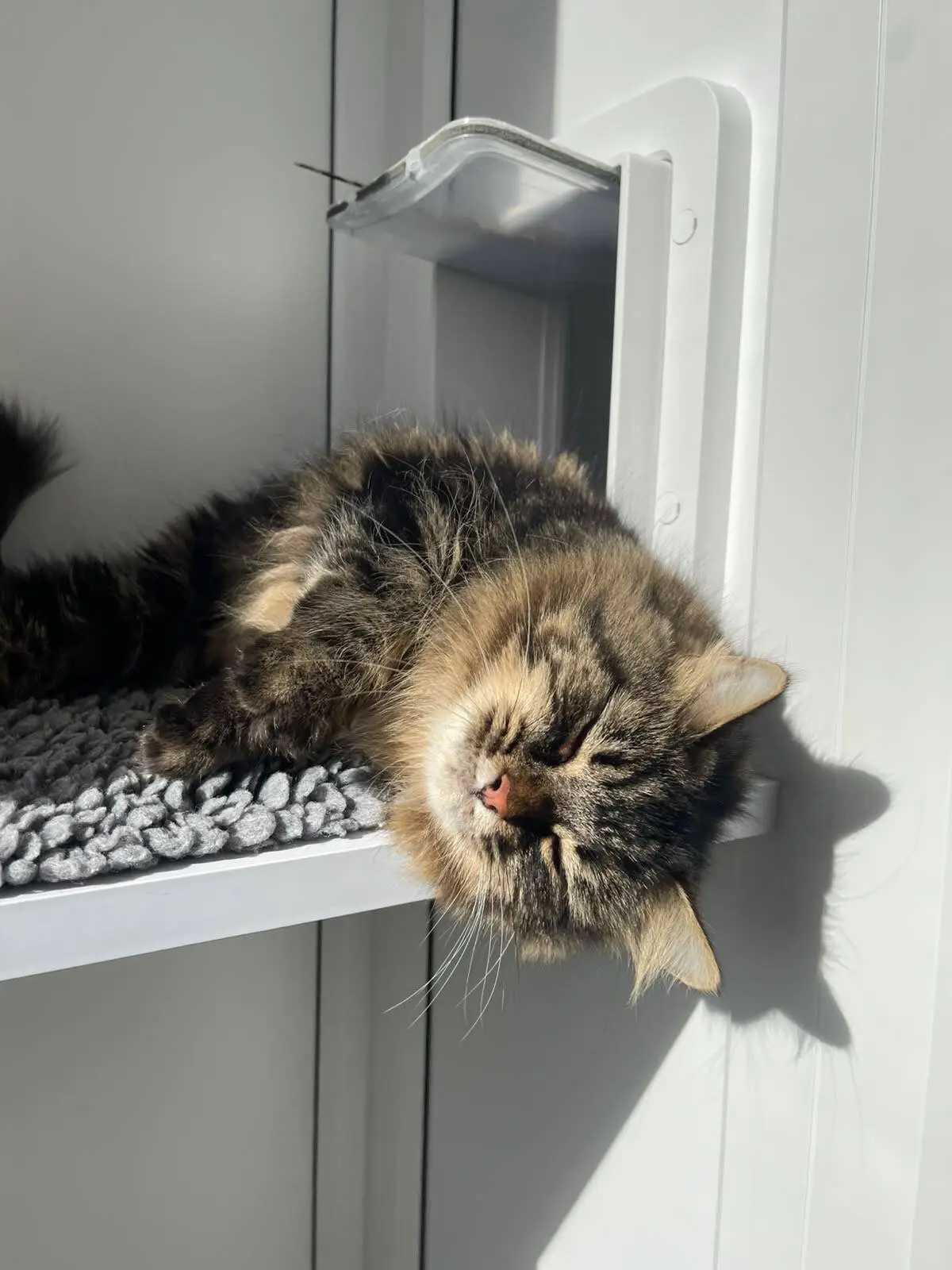 A fluffy brown tabby cat sleeping on a raised shelf by a cat flap.