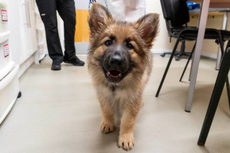 A fluffy, wary German Shepherd puppy stands on a surgery floor, a reminder of why Pets Matter.