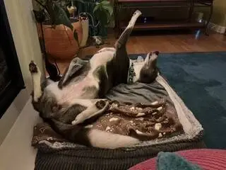 Calli, a collie lurcher cross, lies on its back on a dog bed with its paws in the air.