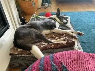 A grey and white collie lurcher cross sleeping on a layered dog bed.