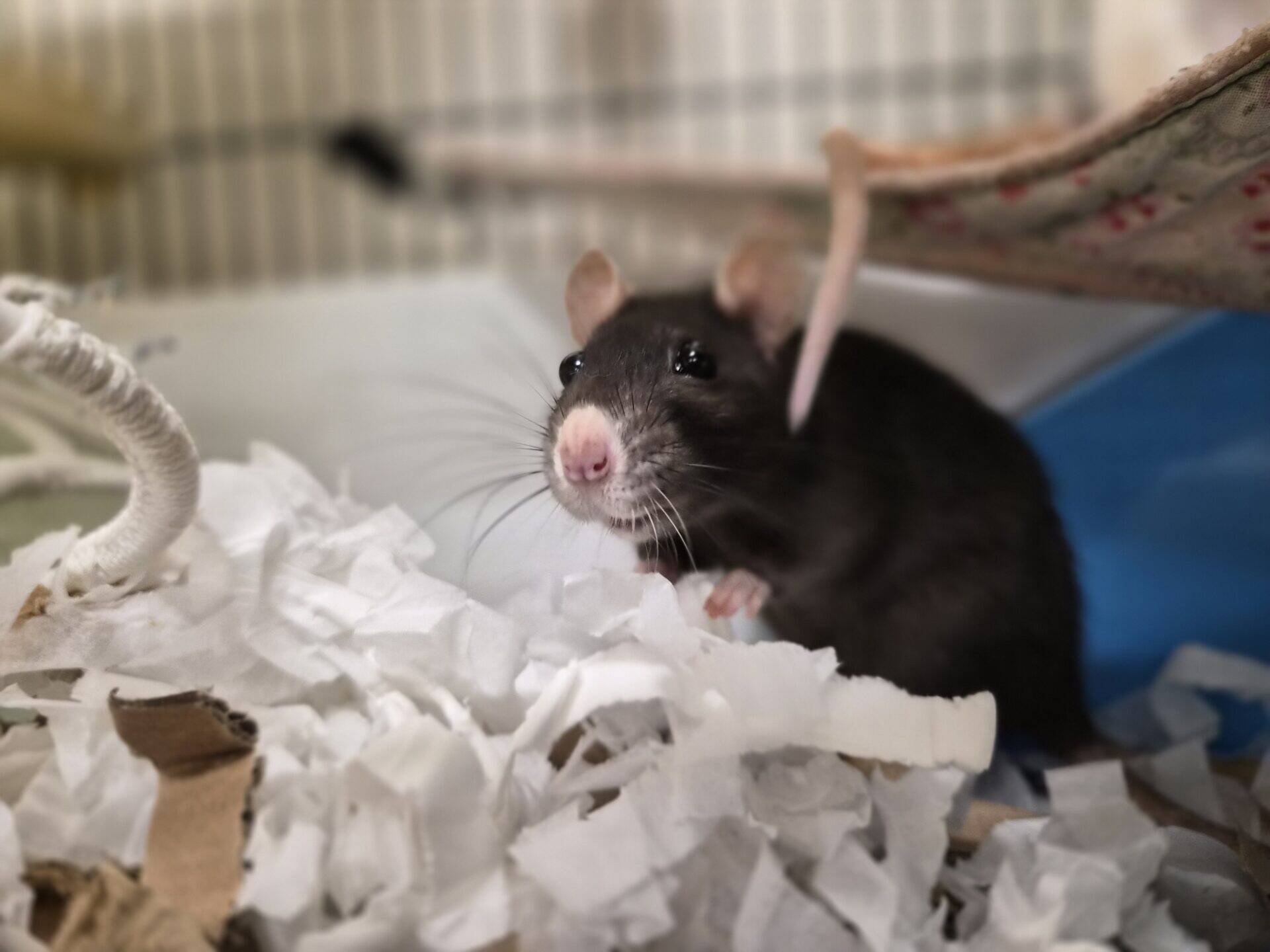 A dark-furred pet rat with a pink nose perched in a cage on soft paper bedding.