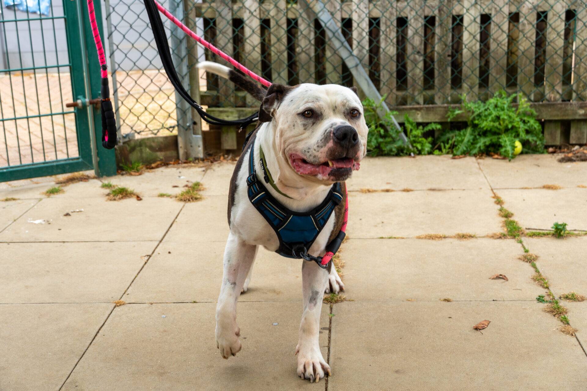 A white and grey dog with a blue harness and pink lead walking on a paved surface.