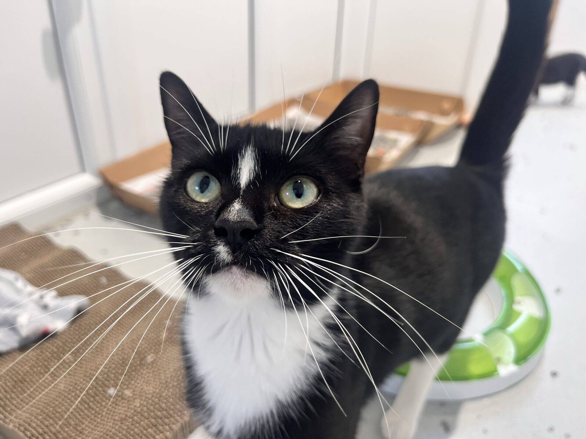 Black and white tuxedo cat looking up with long white whiskers.