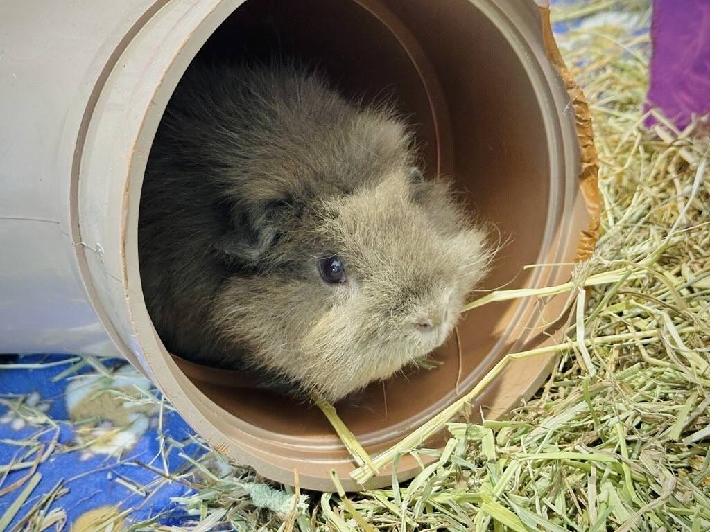 A fluffy, grey guinea pig resting inside a plastic tunnel surrounded by hay.