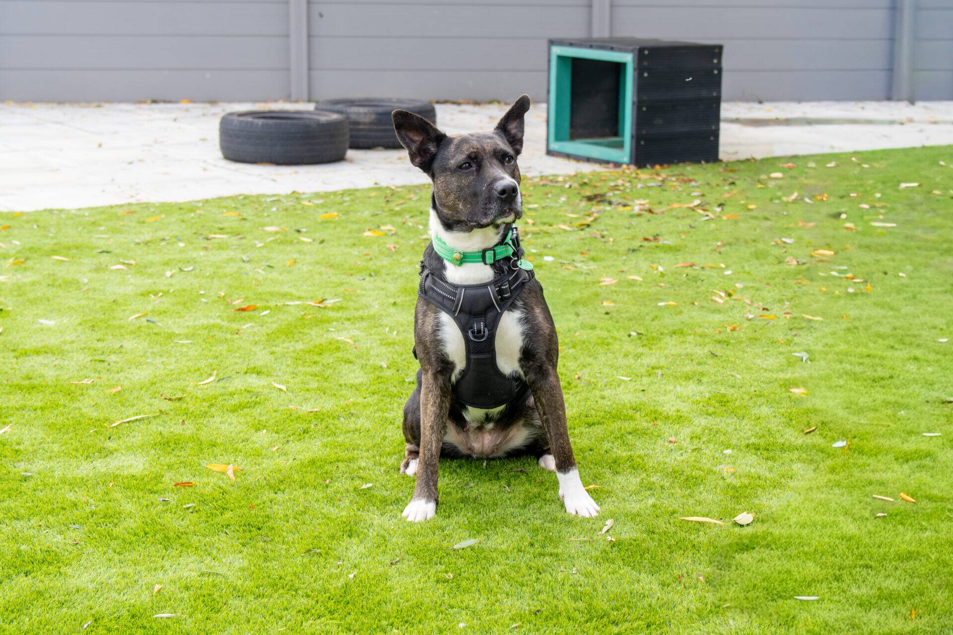 A brindle and white dog with a green collar and black harness sits on a green lawn.