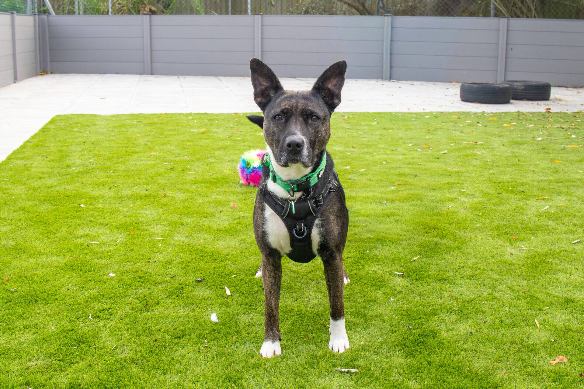 A brindle and white dog wearing a green collar and black harness stands on a green lawn.